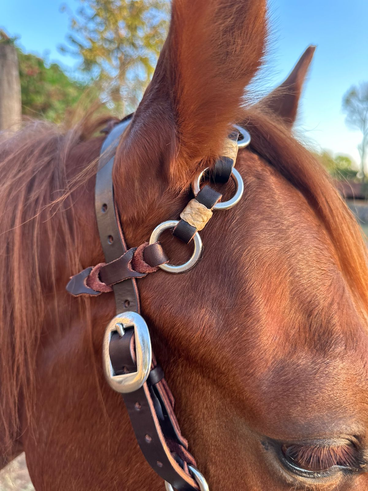 Brazilian Ring Headstalls