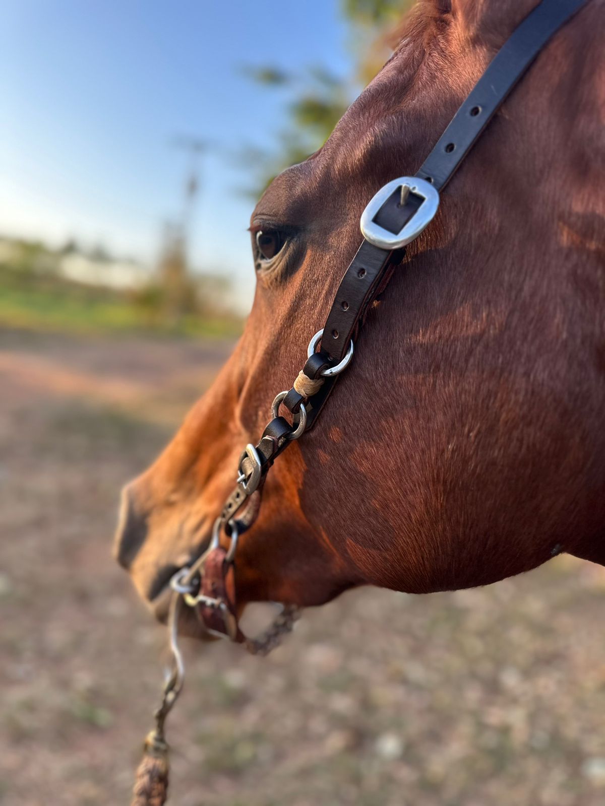 Brazilian Ring Headstalls