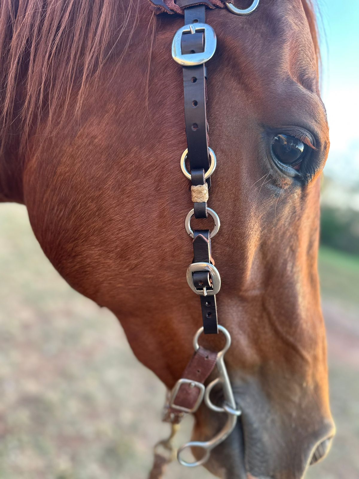 Brazilian Ring Headstalls