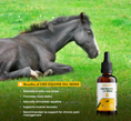 Load image into Gallery viewer, Organnact CBD Oil for Horses
